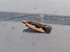 Dichomeris inserrata