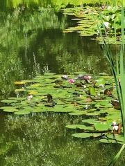 Nymphaea × marliacea