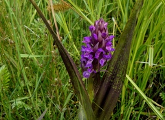 Dactylorhiza incarnata cruenta