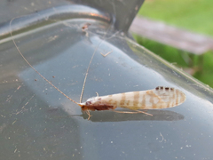 Nectopsyche exquisita