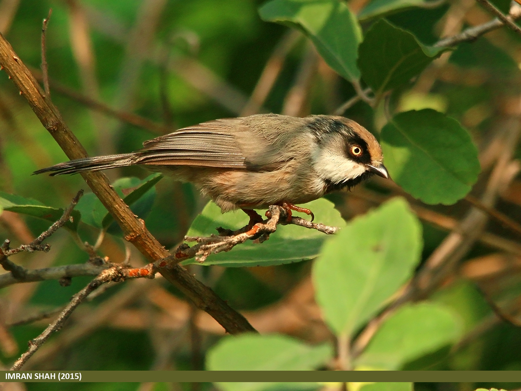 White-Cheeked Bushtit