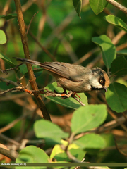 White-Cheeked Bushtit photo 3