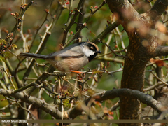 White-Cheeked Bushtit photo 5