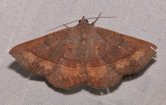 Epidromia rotundata