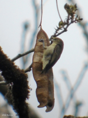 Forest Penduline Tit photo 2