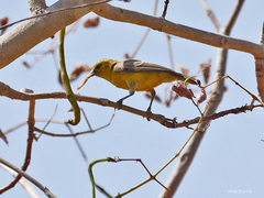 Forest Penduline Tit photo 3