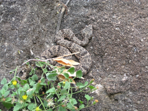 Crotalus lepidus