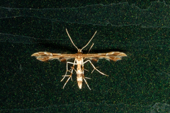 Geina periscelidactylus