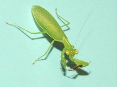 Tropidomantis gressitti