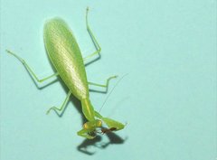 Tropidomantis gressitti