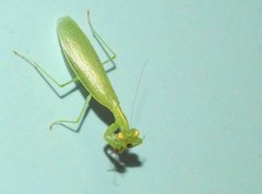 Tropidomantis gressitti