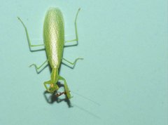 Tropidomantis gressitti