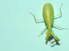 Tropidomantis gressitti