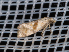 Cochylidia heydeniana