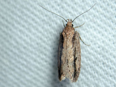 Locheutis mesophragma