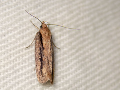 Locheutis mesophragma