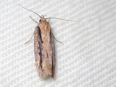 Locheutis mesophragma