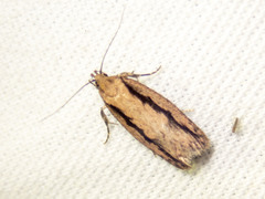 Locheutis mesophragma