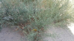 Alhagi graecorum