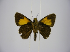 Xanthodisca vibius