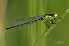 Erythromma
