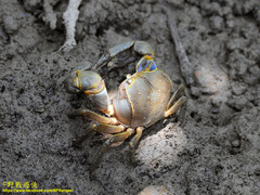 Chasmagnathus convexus