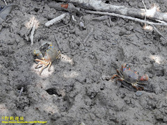 Chasmagnathus convexus