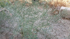 Alhagi graecorum