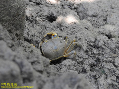 Chasmagnathus convexus