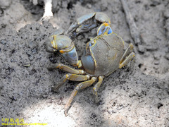 Chasmagnathus convexus