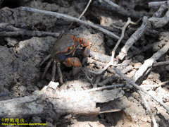 Chasmagnathus convexus