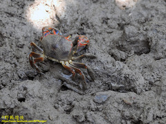Chasmagnathus convexus