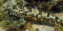 Pseudoblennius percoides