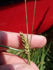 Media resource of Carex lasiocarpa