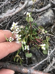 Cardamine bellidifolia