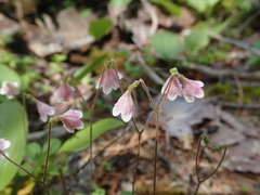 Linnaea borealis longiflora