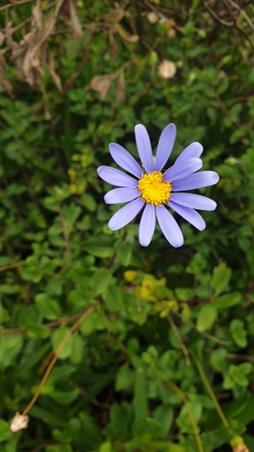 Image of Felicia amelloides by (c) Tamia Cloete, some rights reserved (CC BY)