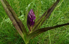 Dactylorhiza incarnata cruenta