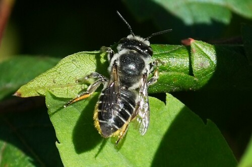 Southeastern Little Leaf-cutter Bee