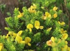 Sarcocalyx (Sarcocalyx)