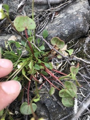 Cardamine bellidifolia