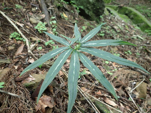 Arisaema undulatifolium iNat (3)