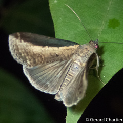 Lophoptera squammigera
