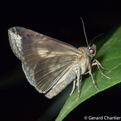 Lophoptera squammigera