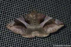 Bastilla arcuata