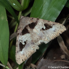 Avatha bubo