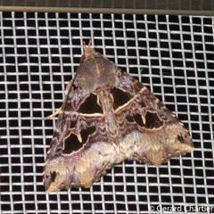 Avatha rufiscripta