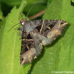 Avatha rufiscripta