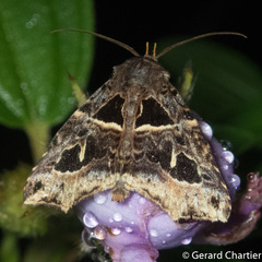 Avatha rufiscripta