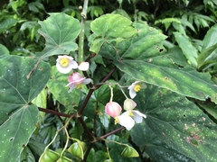 Begonia lukuana